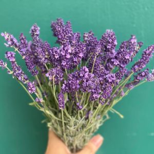Chậu cây Lavender Costa - Oải hương cho hoa tím