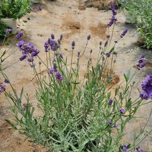 Chậu cây Lavender Costa - Oải hương cho hoa tím