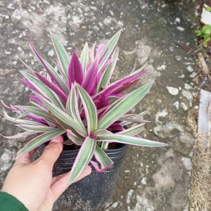 Chậu cây Lẻ Bạn - Sò Huyết - Bạng Hoa -  Tradescantia discolor L'Hér