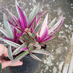 Chậu cây Lẻ Bạn - Sò Huyết - Bạng Hoa -  Tradescantia discolor L'Hér