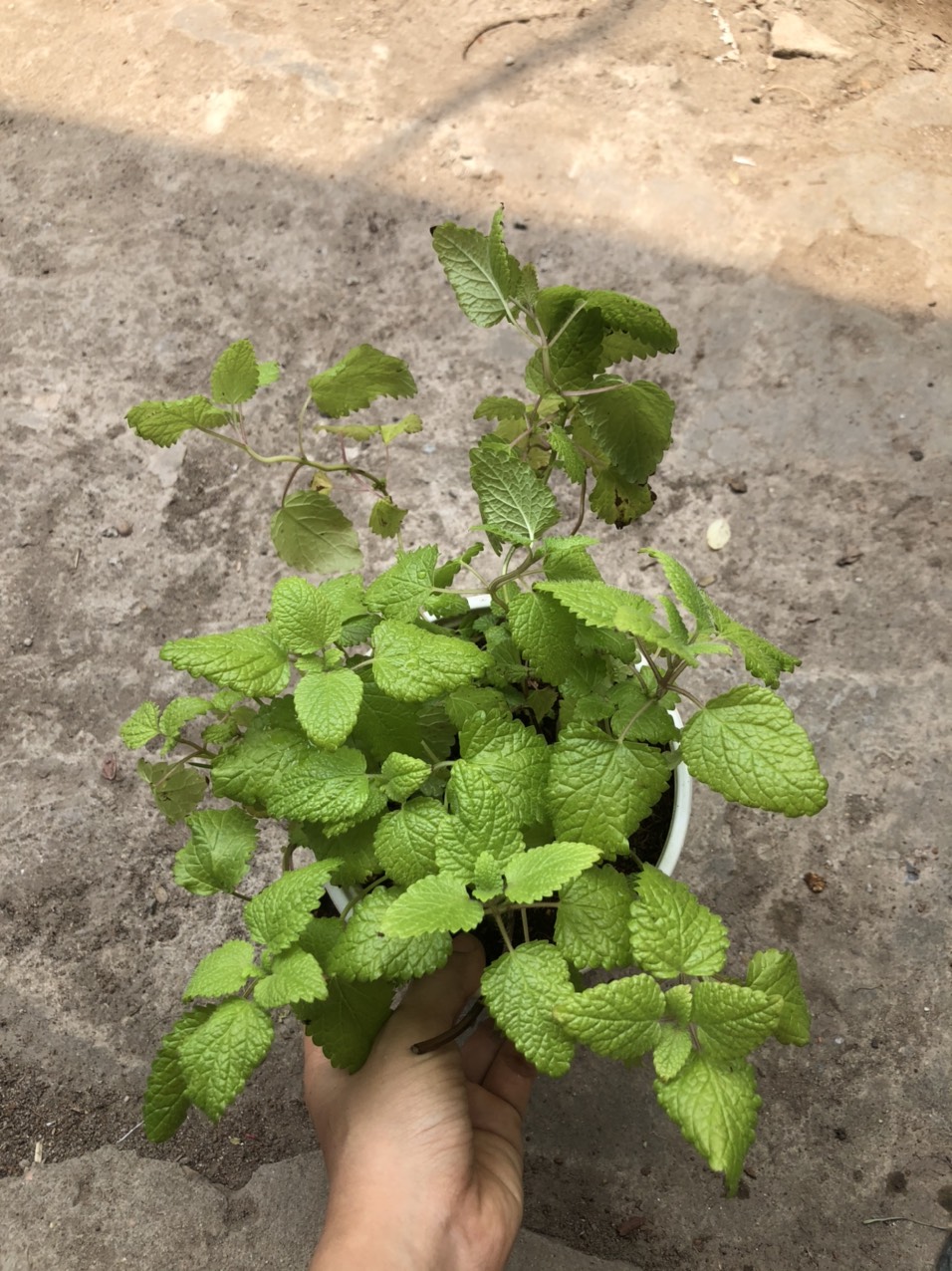 Chậu cây Bạc Hà Chanh Sả - Lemon Balm