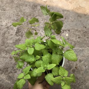 Chậu cây Bạc Hà Chanh Sả - Lemon Balm