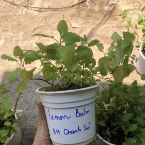 Chậu cây Bạc Hà Chanh Sả - Lemon Balm