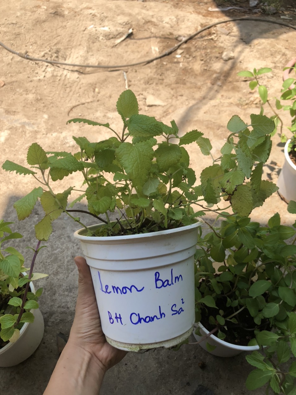 Chậu cây Bạc Hà Chanh Sả - Lemon Balm