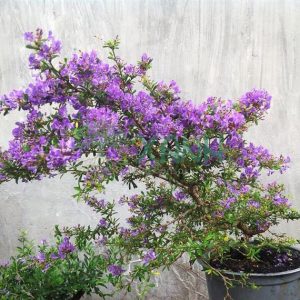 Cây linh sam dáng bonsai sắp hoa - Antidesma acidum