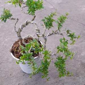 Cây linh sam dáng bonsai sắp hoa - Antidesma acidum