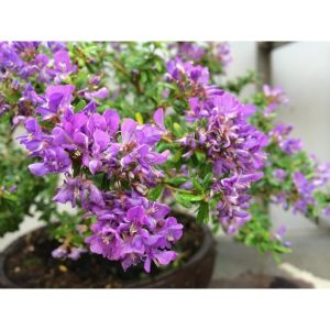 Cây linh sam dáng bonsai sắp hoa - Antidesma acidum