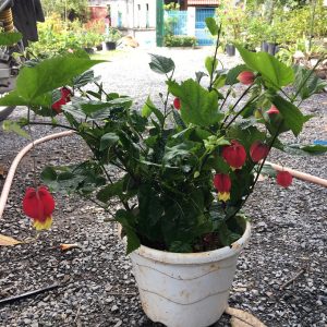 Chậu Cây Hoa Lồng Đèn Hội An