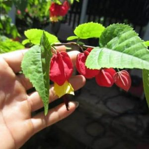 Chậu Cây Hoa Lồng Đèn Hội An