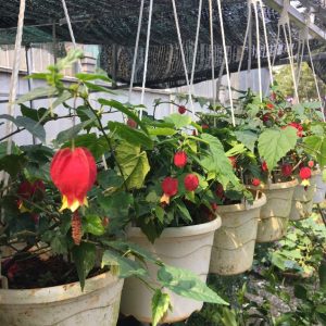 Chậu Cây Hoa Lồng Đèn Hội An