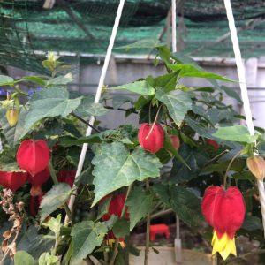 Chậu Cây Hoa Lồng Đèn Hội An