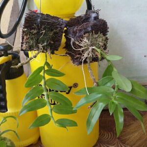 Lan Long Tu Lai Giả Hạc - Cây mầm gốc năm 2 đang phát mạnh