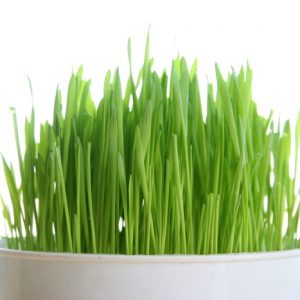 Gói 100g hạt giống mầm lúa mạch - đại mạch