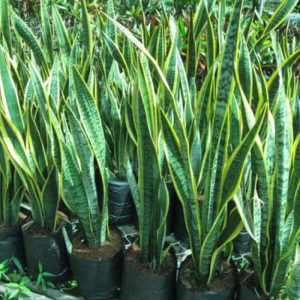 [Cây phong thủy] Lưỡi hổ cao (3 thân) - CayGiongTot