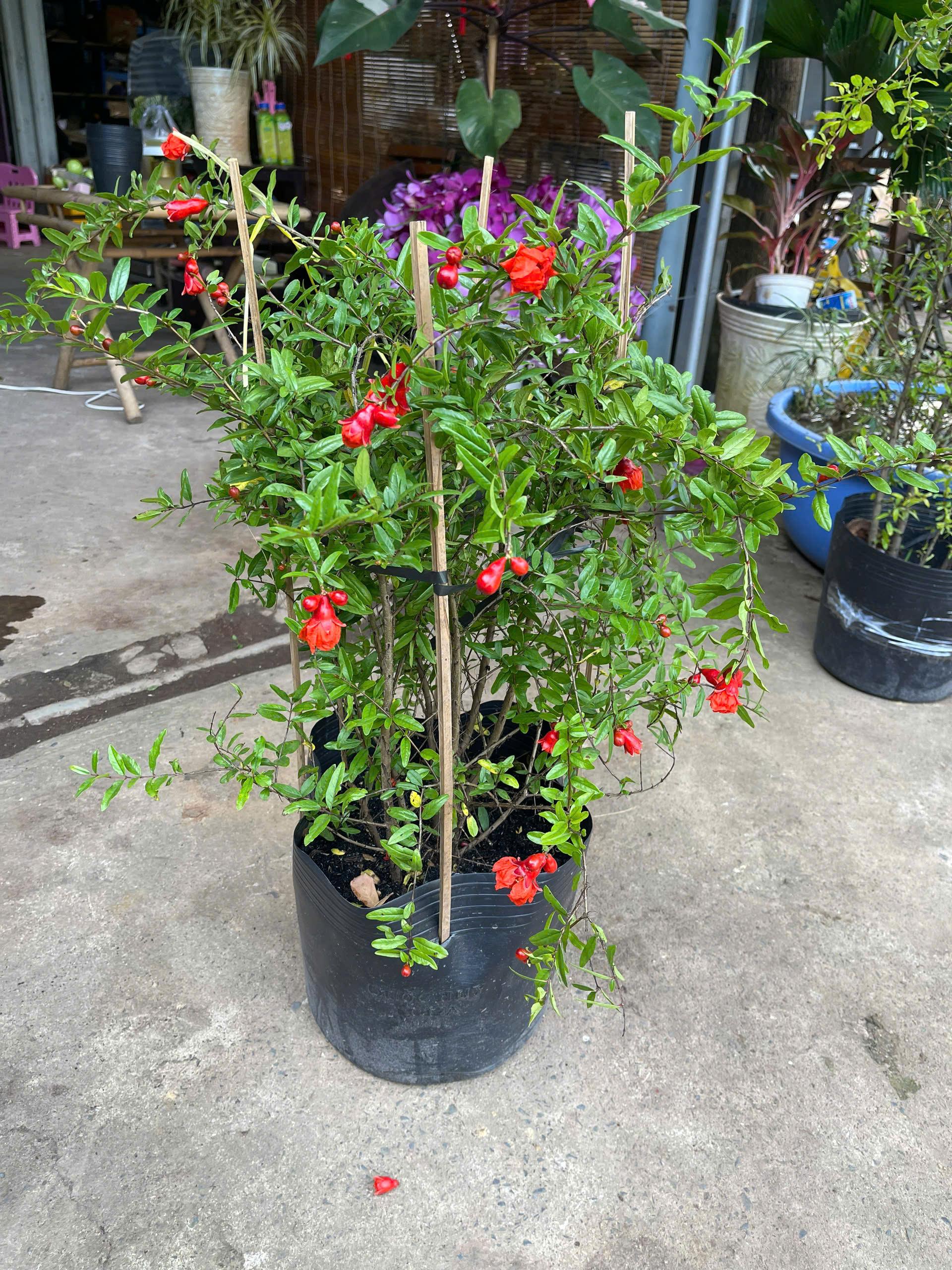 Chậu cây lựu Ấn Độ đang hoa trái