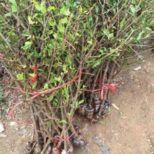 Cây giống lựu đỏ Ấn Độ - cây chiết cành cho trái sai - quả có màu đỏ đậm rực rỡ