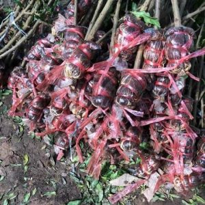 Cây giống lựu đỏ Ấn Độ - cây chiết cành cho trái sai - quả có màu đỏ đậm rực rỡ