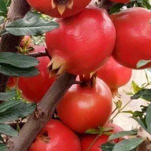 Cây giống lựu đỏ Ấn Độ - cây chiết cành cho trái sai - quả có màu đỏ đậm rực rỡ