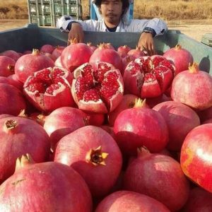 Cây giống lựu đỏ Ấn Độ - cây chiết cành cho trái sai - quả có màu đỏ đậm rực rỡ