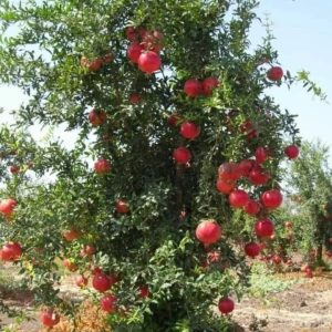 Chậu cây lựu Ấn Độ đang hoa trái