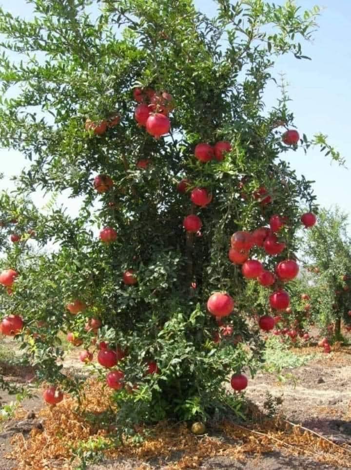 Chậu cây lựu Ấn Độ đang hoa trái