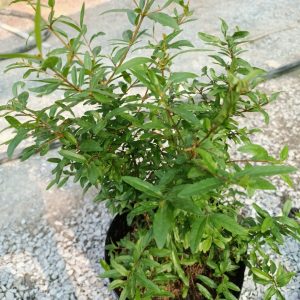 Cây lựu đỏ lùn ta - giao cây trưởng thành sắp hoa.