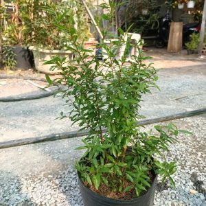 Cây lựu đỏ lùn ta - giao cây trưởng thành sắp hoa.