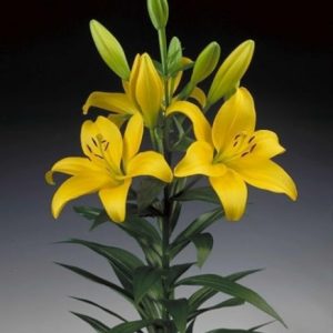 Củ giống hoa Ly cao vàng chanh giống chuẩn Hà Lan màu vàng Pavia size 16/18 cho ra 5-7 hoa sau 75-80 ngày