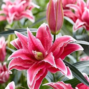 Combo 10 củ hoa ly kép Tatsjana màu đỏ anh đào