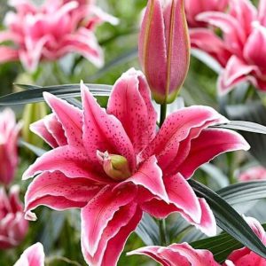 Củ hoa ly kép Tatsjana màu đỏ anh đào