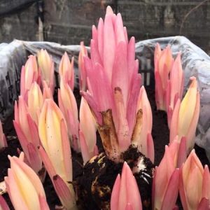 Củ hoa ly kép Tatsjana màu đỏ anh đào