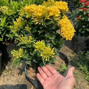 Cây giống Cây Bông Trang (mẫu đơn) - CayGiongTot