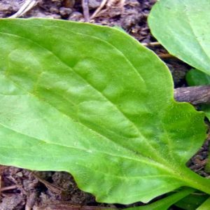 Gói 0.5GR hạt giống Rau Mã Đề