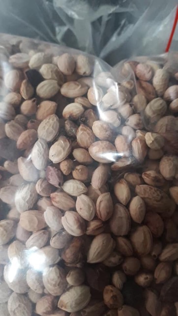 [Hạt mới về, độ nảy mầm cao] Gói 10 hạt giống hoa mai anh đào Nhật Bản