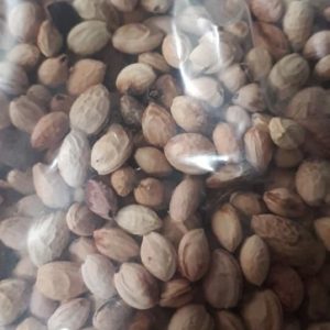 [Hạt mới về, độ nảy mầm cao] Gói 10 hạt giống hoa mai anh đào Nhật Bản