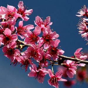 [Hạt mới về, độ nảy mầm cao] Gói 10 hạt giống hoa mai anh đào Nhật Bản