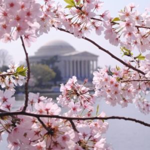 [Hạt mới về, độ nảy mầm cao] Gói 10 hạt giống hoa mai anh đào Nhật Bản