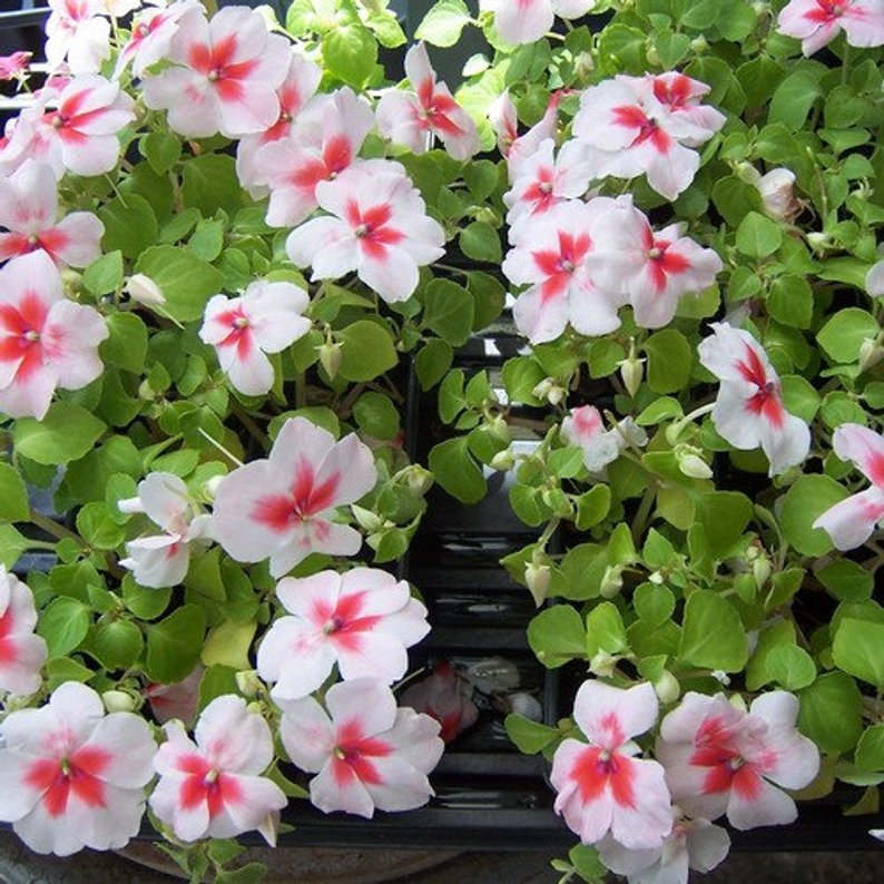 Gói 10 hạt giống mai địa thảo Impatiens Cherry Splash Hybrid