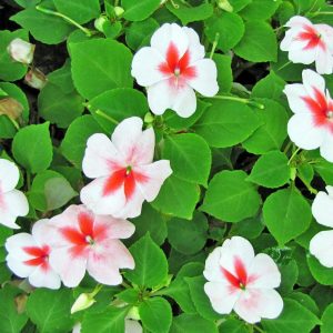 Gói 10 hạt giống mai địa thảo Impatiens Cherry Splash Hybrid