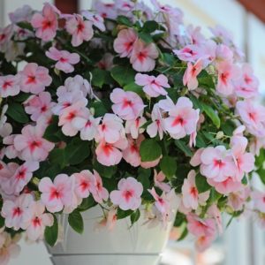 Gói 10 hạt giống mai địa thảo Impatiens Cherry Splash Hybrid