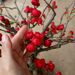 Cây mai đỏ VIP đang nụ cho hoa tết 2022 - Chaenomeles Japonica