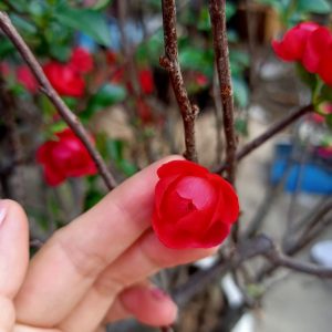 Cây mai đỏ VIP đang nụ cho hoa tết 2022 - Chaenomeles Japonica