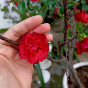 Cây mai đỏ đang nụ cho hoa tết Nguyên Đán 2022 - Chaenomeles