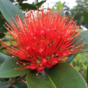 [Cây giống hoa] Mai Thái đỏ - CayGiongTot