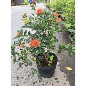 [Cây giống hoa] Mai Thái cam- CayGiongTot