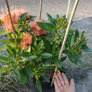 [Cây giống hoa] Mai Thái cam- CayGiongTot