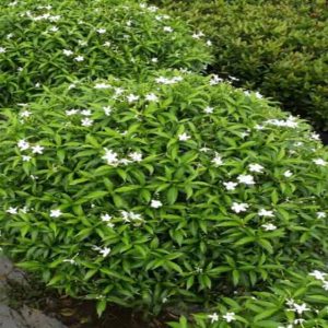 Cây giống Cây Mai Vạn Phúc - CayGiongTot