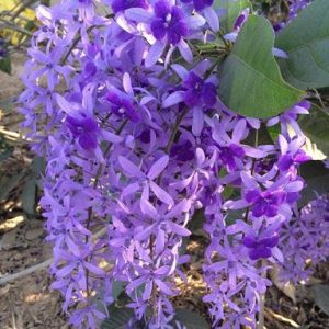 Cây giống mai xanh bông chùm dễ chăm