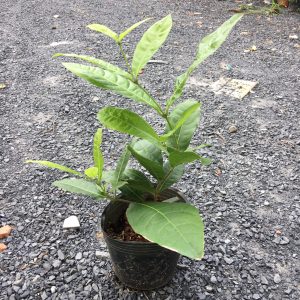 Cây giống mai xanh bông chùm dễ chăm