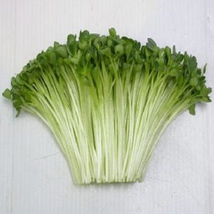 Gói 100g Hạt Giống Rau Mầm Củ Cải Trắng New Zealand _ Thế Giới Rau Mầm